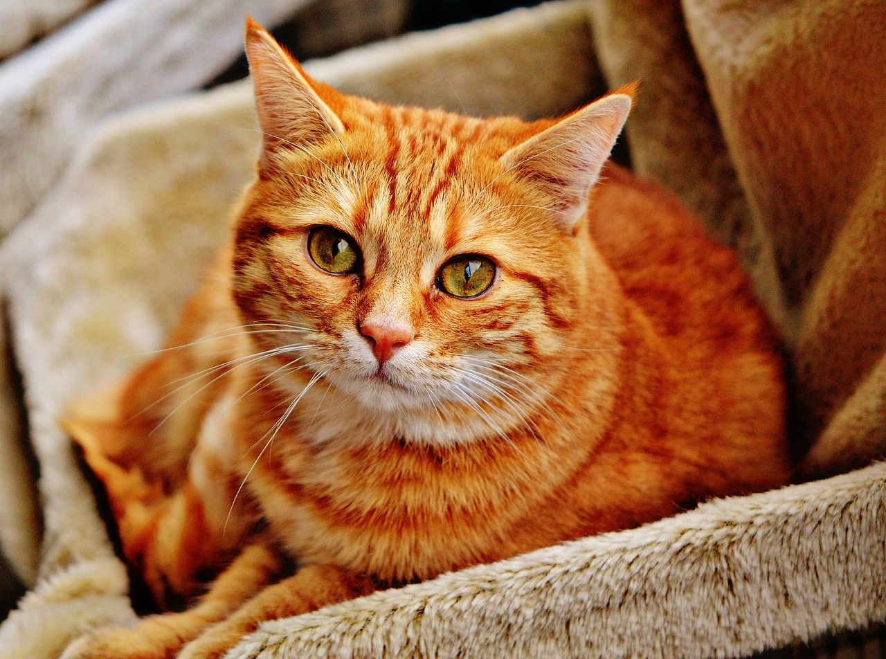 Sognare gatto rosso