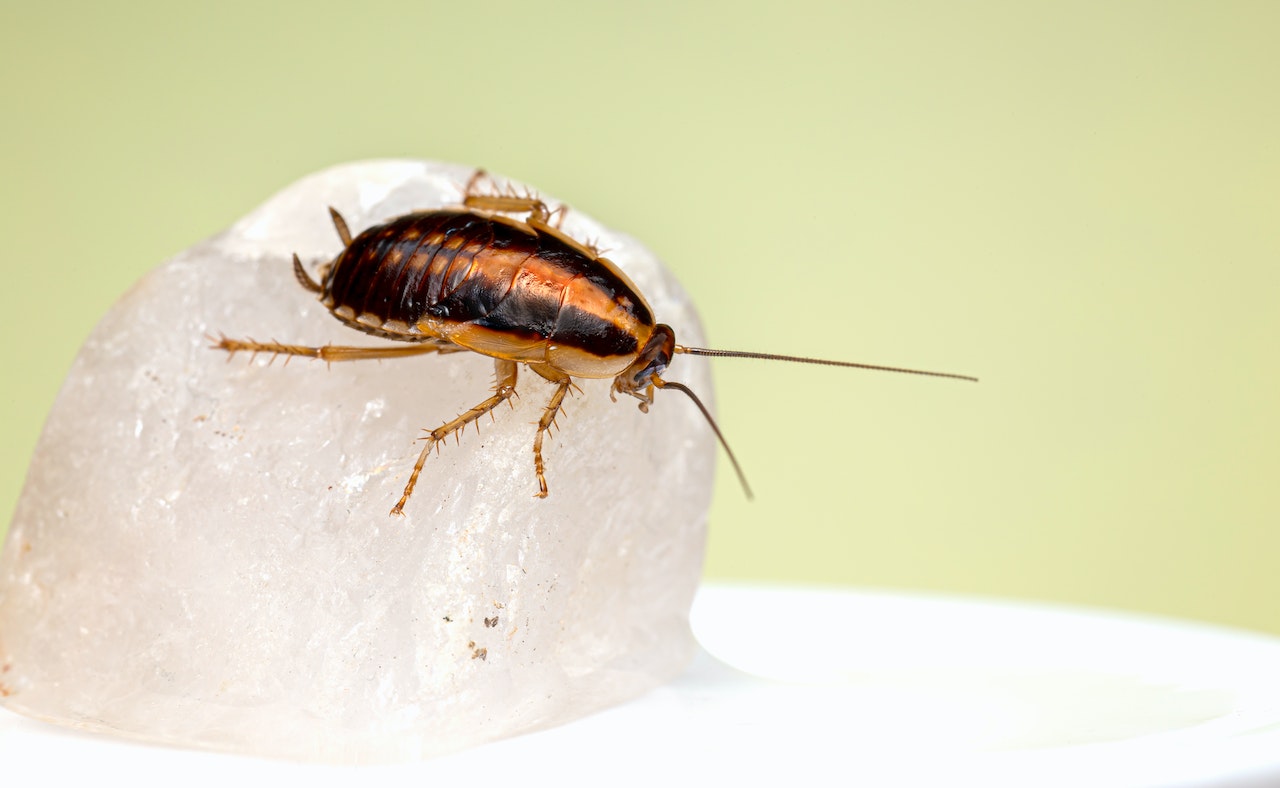 Sognare scarabeo