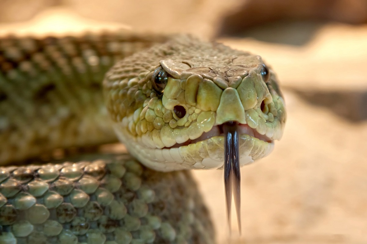 sognare-animali-pericolosi