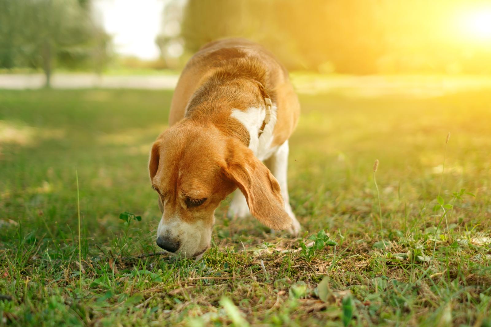 Perché i cani mangiano la cacca?